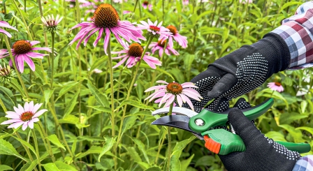 Cutting flowers