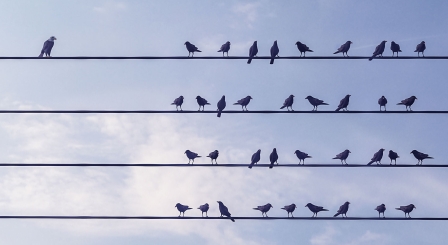 Birds on wires