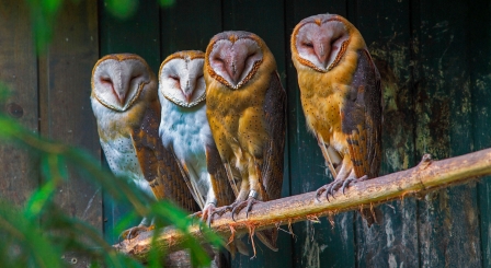 Group of owls on a branch