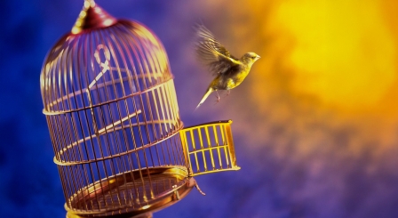 Bird flying from cage