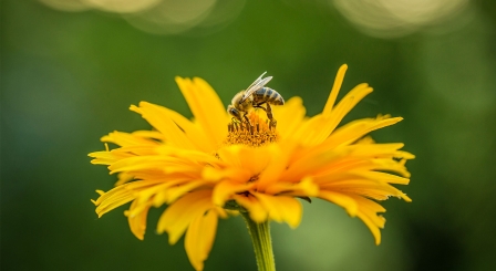 Honey bee on flower