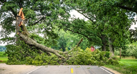 tree falling across road