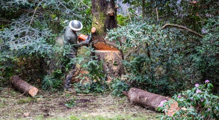 Trust cuts sawing tree