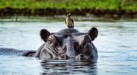 Love teaching bird on hippo