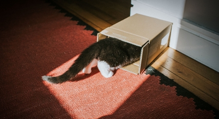Curious cat in a box