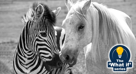 Zebra with white horse