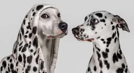 Are V-Levels just a popular IB course in disguise? 