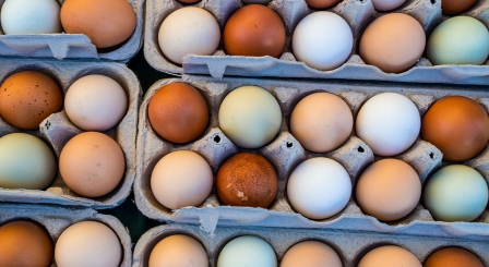 Eggs in a carton