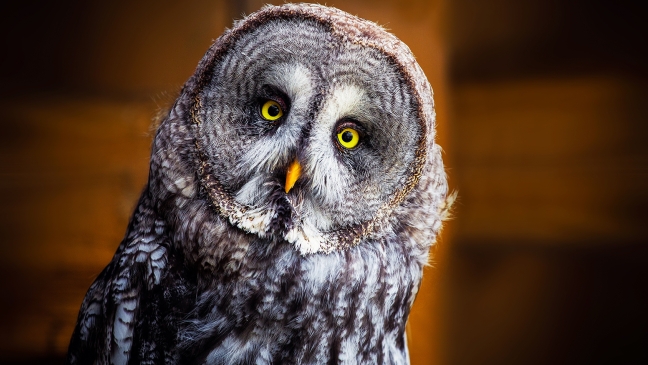 Teacher wisdom owl