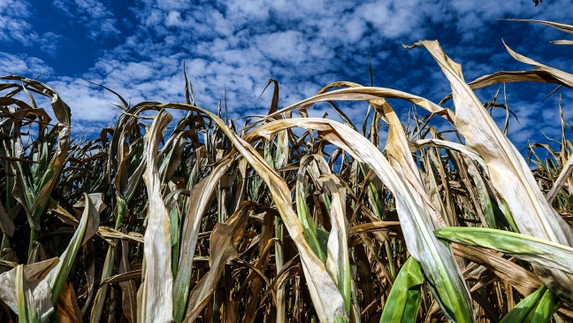 Failed corn crop