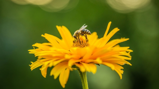 Honey bee on flower