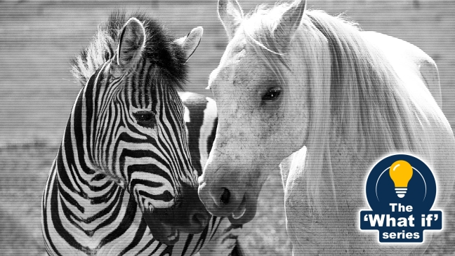 Zebra with white horse