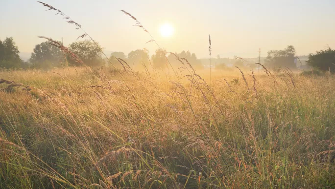 What works for pupil wellbeing (and what definitely doesn’t)