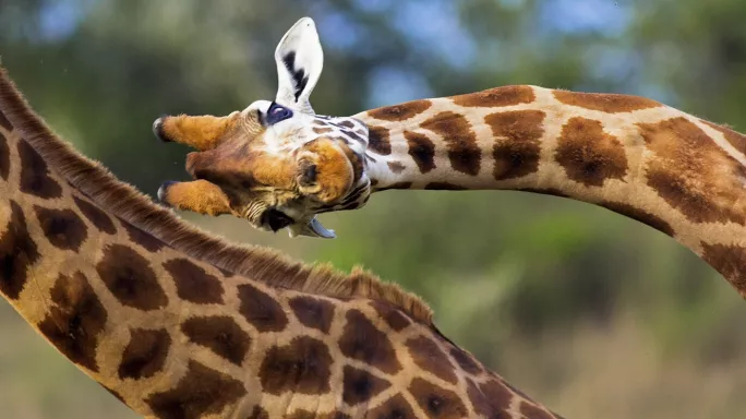 twisted giraffe