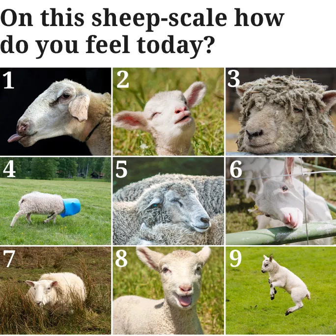 Sheep-scale emotions