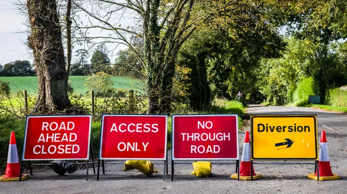 path disruption cows crossing road