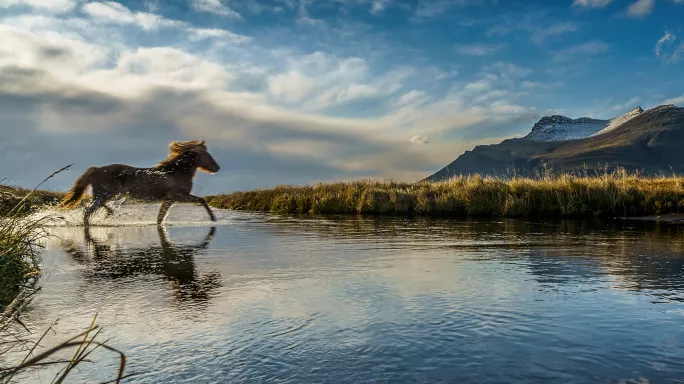 Mat Track Horses