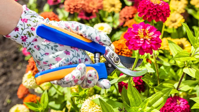 Cutting flowers