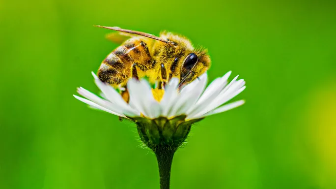 Love teaching bee on flower