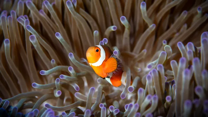 Clownfish