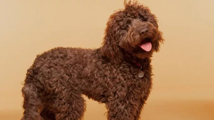 labradoodle