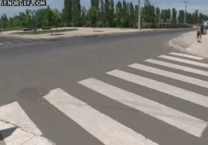 Dog crossing road