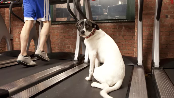 treadmill stress