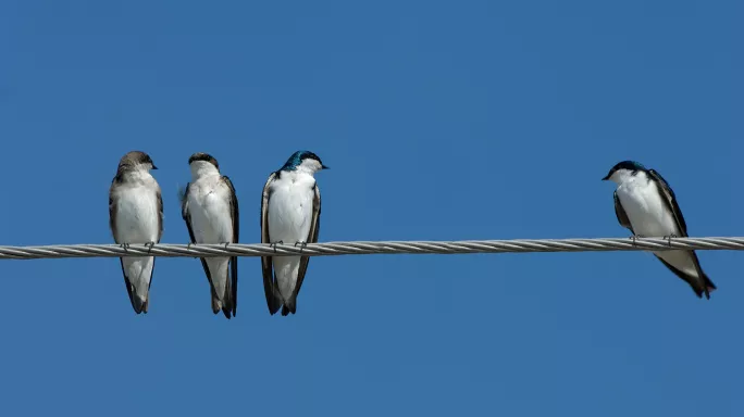 birds, wire, apart