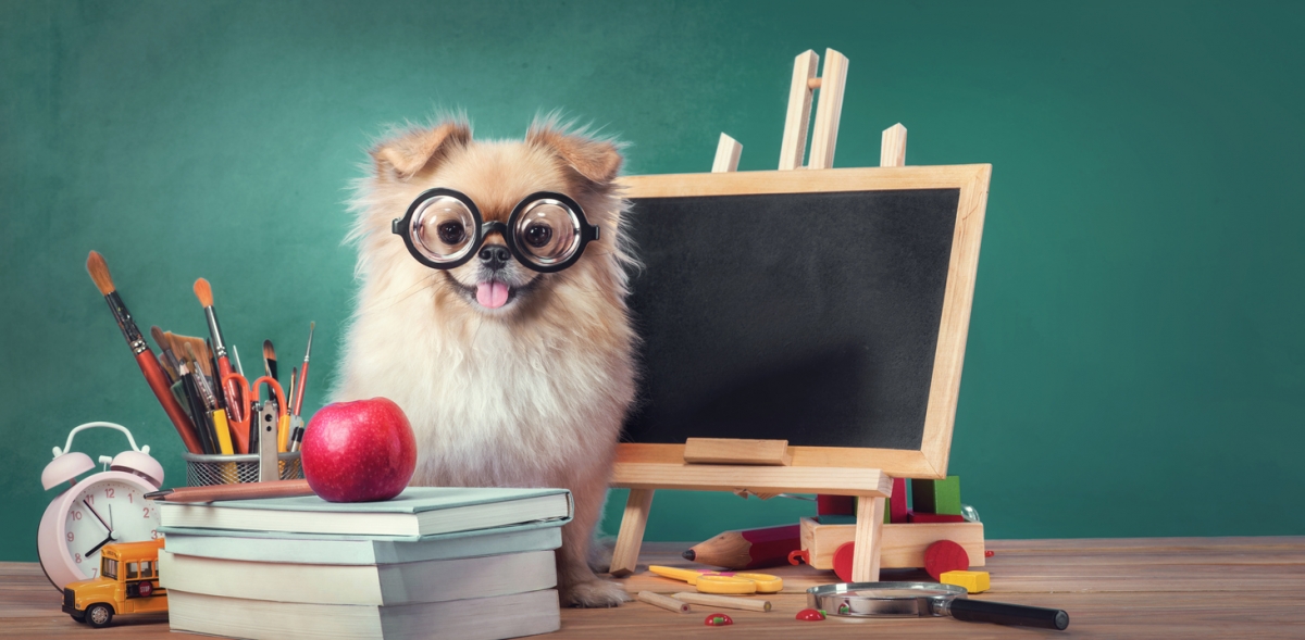 Research: Do animals in class aid teaching? | Tes Magazine Research: Do animals in class aid teaching? | Tes Magazine