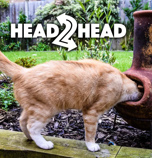 Head, 2, CAT