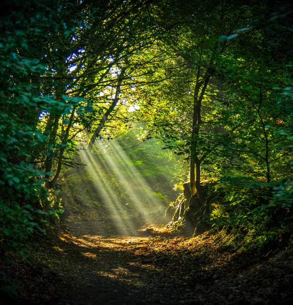 Light in clearing, woods