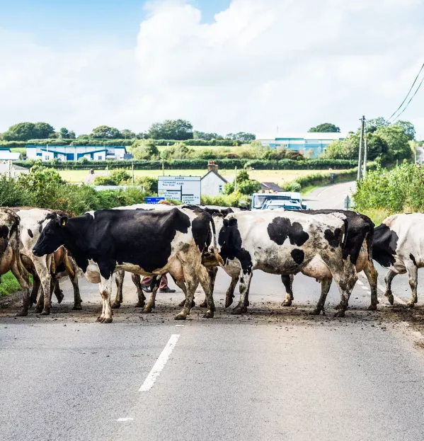 path disruption cows crossing road