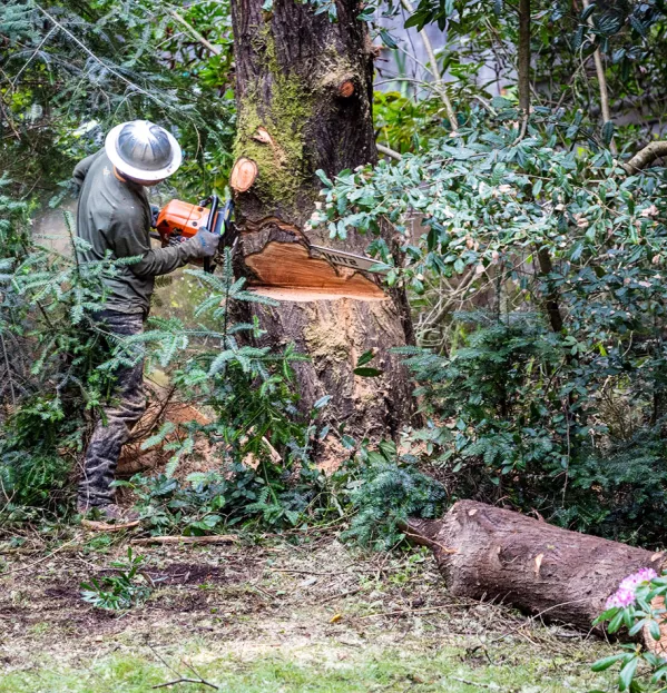 Trust cuts sawing tree