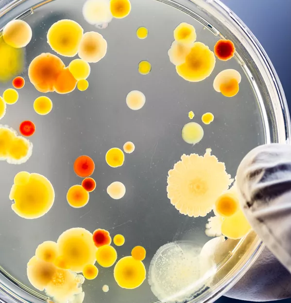 experimental evolution bacteria evolving