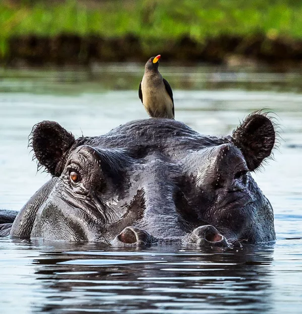 Love teaching bird on hippo