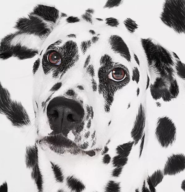 Dalmatian On A Dalmatian-print Background – Unconscious Bias Instinct