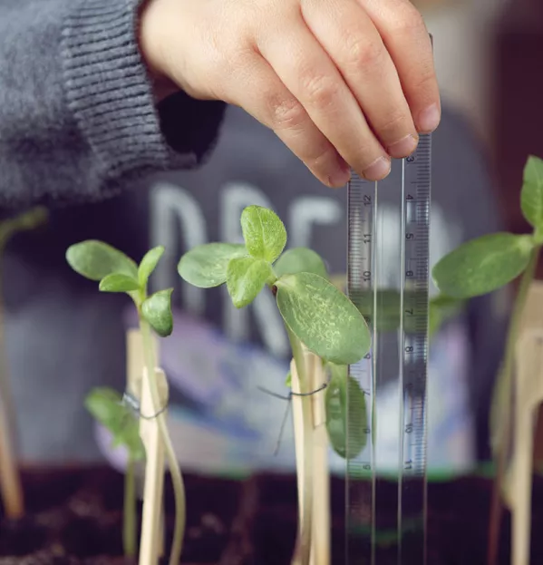 Child Measuring Seedlings With A Ruler – Emotional Wellbeing Support Teachers Pupils