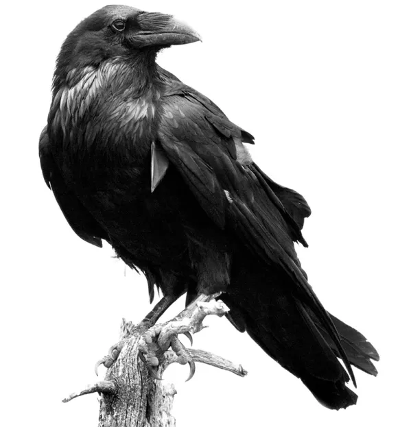 Raven On A Branch - Poetry Curriculum Gcse Wellbeing Teenagers