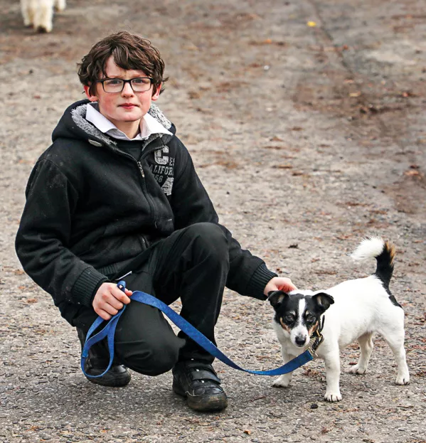 The School That's Gone To The Dogs