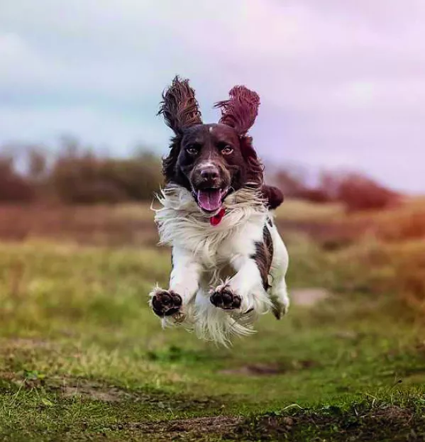 School Pets Have A Positive Impact On Pupils' Wellbeing, Research Shows