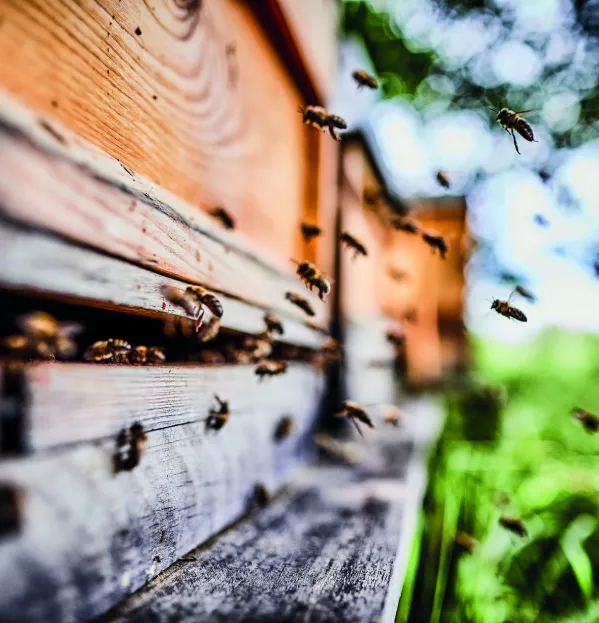 Beekeeping For Children