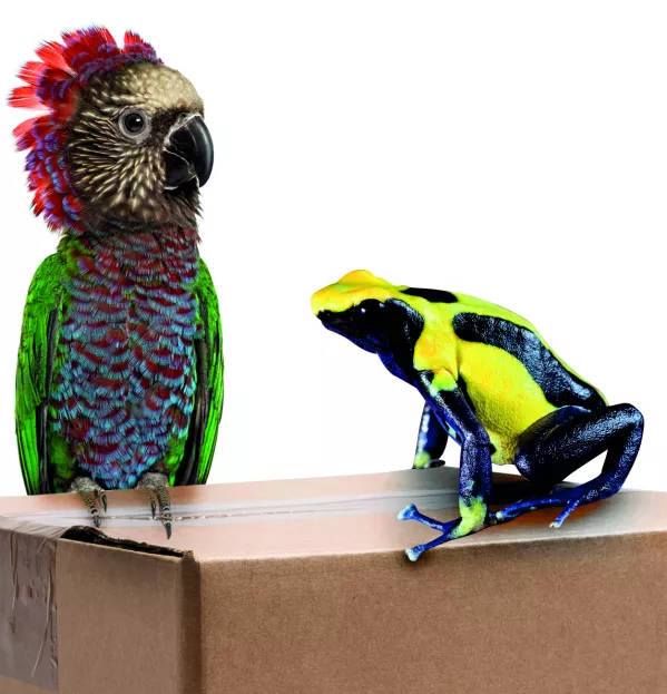 Parrots On A Box