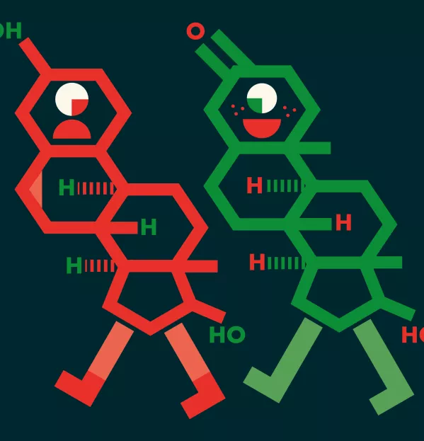 Testosterone & Oestrogen