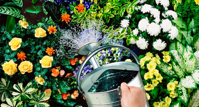 International, blossoms,
