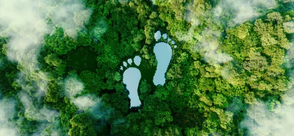 forest from above with blue feet