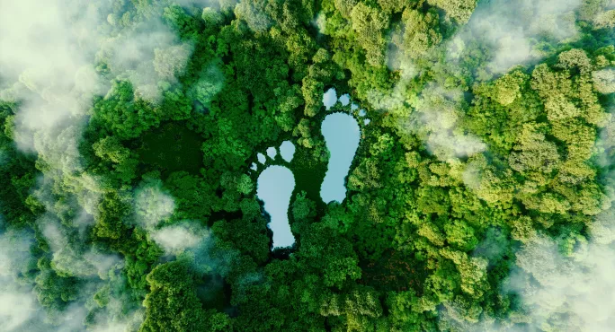 forest from above with blue feet