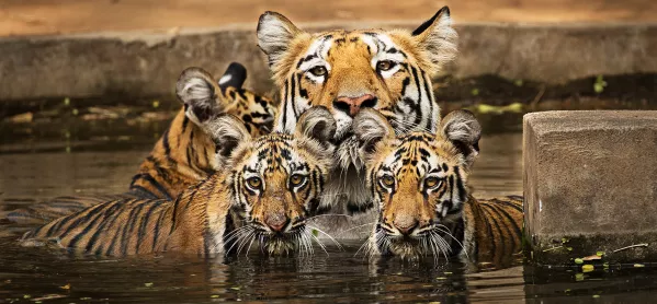 Tes quiz 22 July tigers