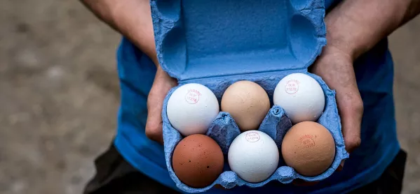 Diversity eggs