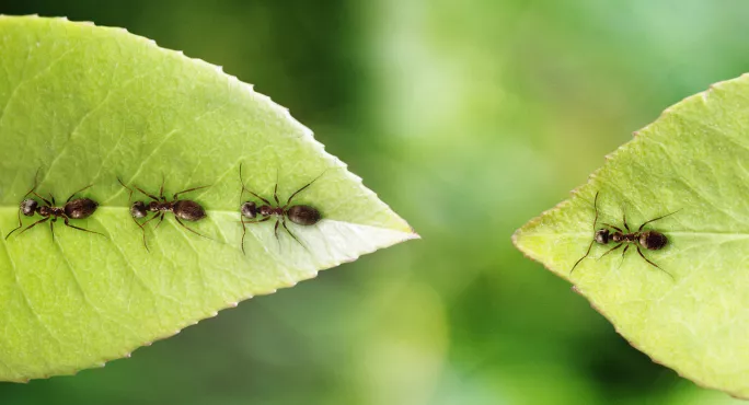 Ants