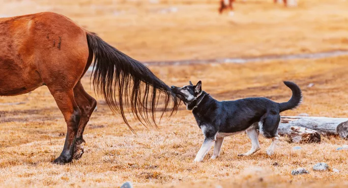 Dog pulling horse's tail